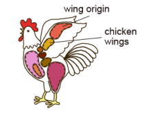 Wing origin , chicken wings